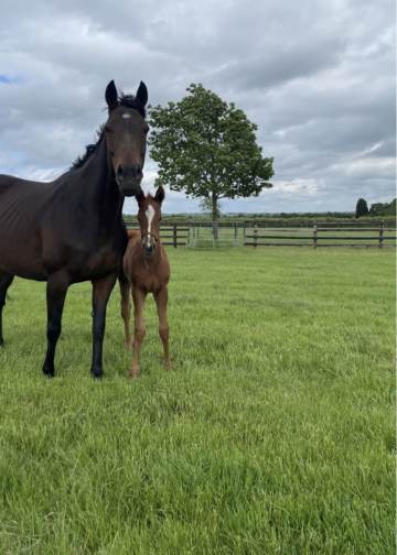 Wakened with her 2022 Territories filly